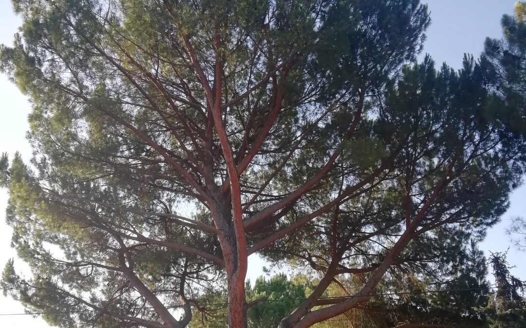 Poda y tala con grúa foto 1