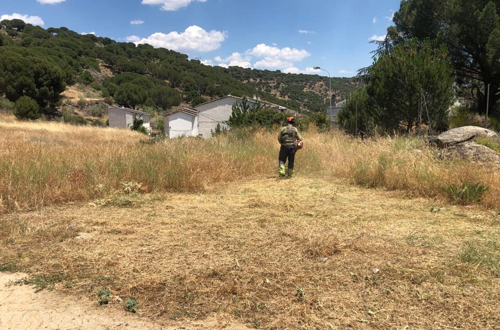 Desbroce y limpieza de fincas  foto 1