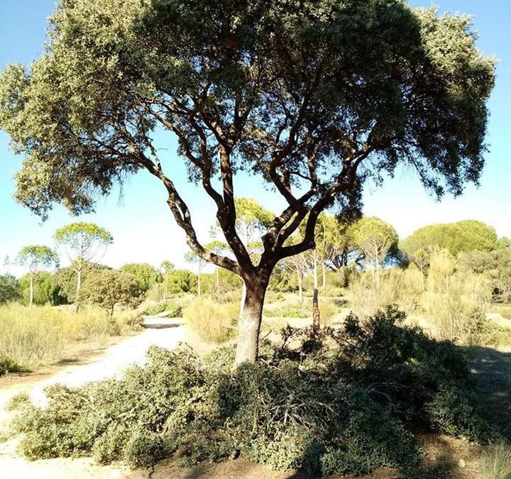 Podas y mantenimiento de arboles  foto 1