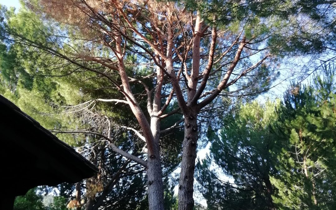 Tala de bifurcación tronco seco de un pino (foto 1)