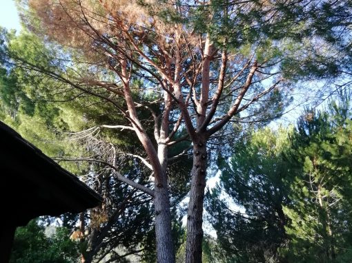 Tala de bifurcación tronco seco de un pino (foto 1)