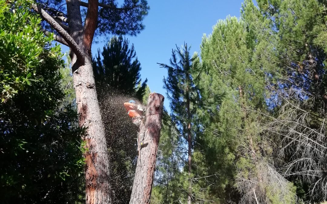 Tala de bifurcación tronco seco de un pino (foto 10)