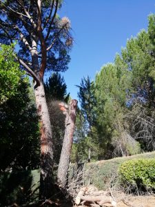 Tala de ramerón de pino arbal foto 10