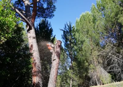 Tala de bifurcación tronco seco de un pino (foto 10)