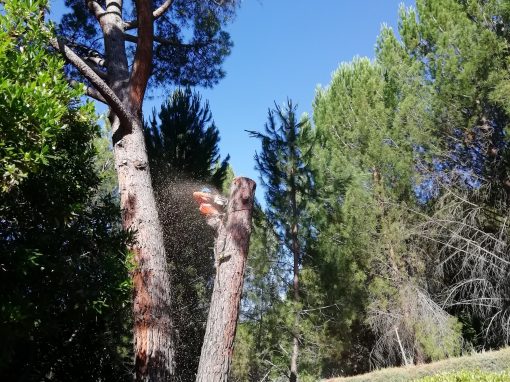 Tala de bifurcación tronco seco de un pino (foto 10)