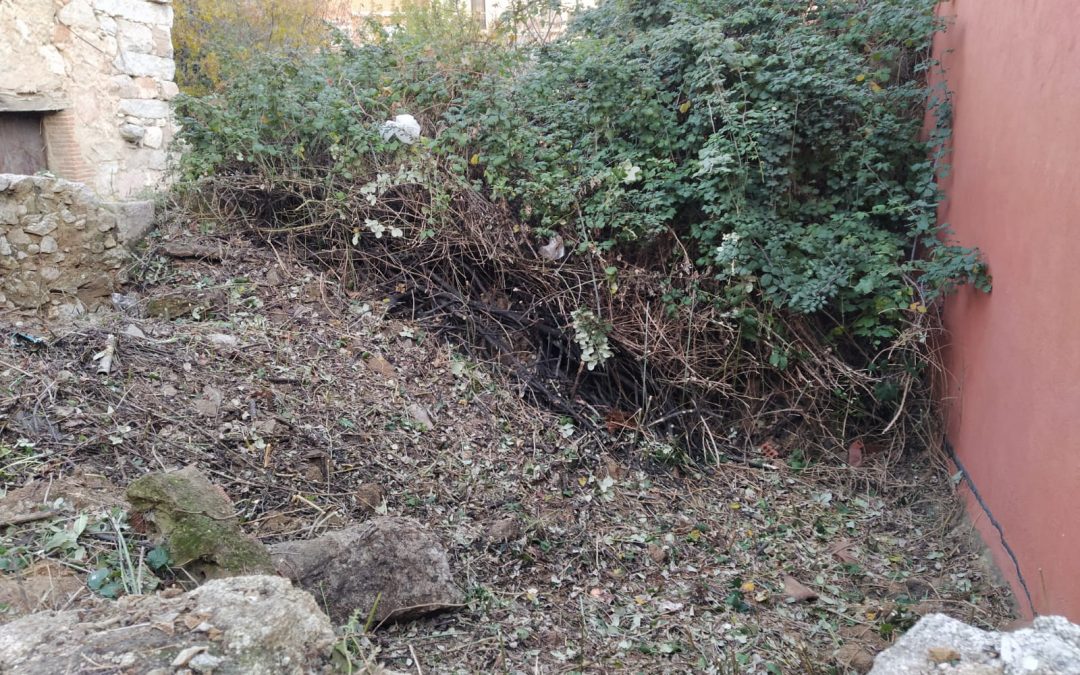 Desbroce y limpieza de fincas  foto 9