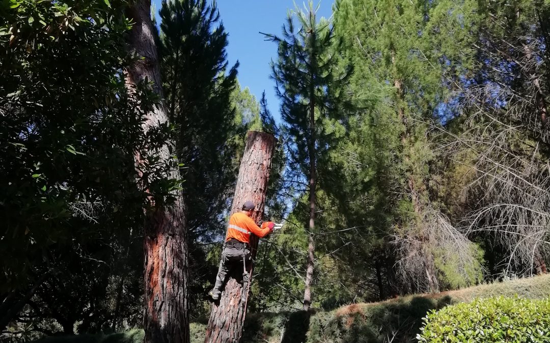 Tala de bifurcación tronco seco de un pino (foto 11)