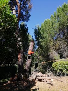 Tala de ramerón de pino arbal foto 11