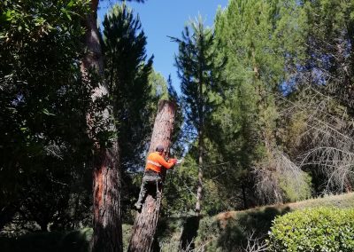 Tala de bifurcación tronco seco de un pino (foto 11)