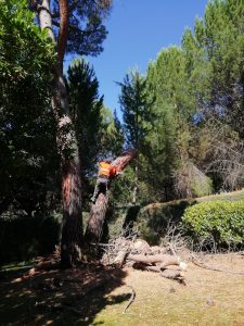 Tala de ramerón de pino arbal foto 12
