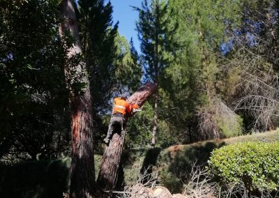 Tala de bifurcación tronco seco de un pino (foto 12)