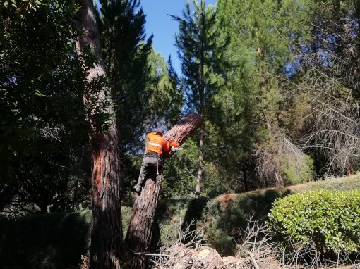Tala de bifurcación tronco seco de un pino (foto 12)
