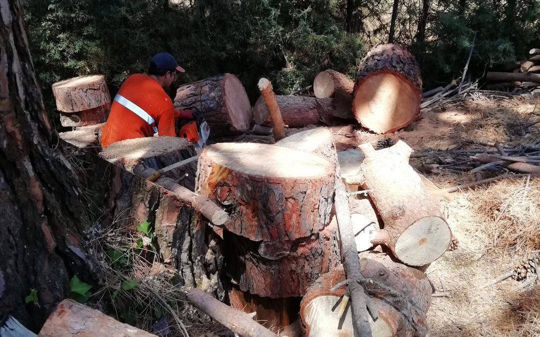Tala de bifurcación tronco seco de un pino (foto 13)