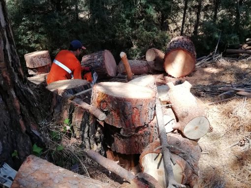 Tala de bifurcación tronco seco de un pino (foto 13)