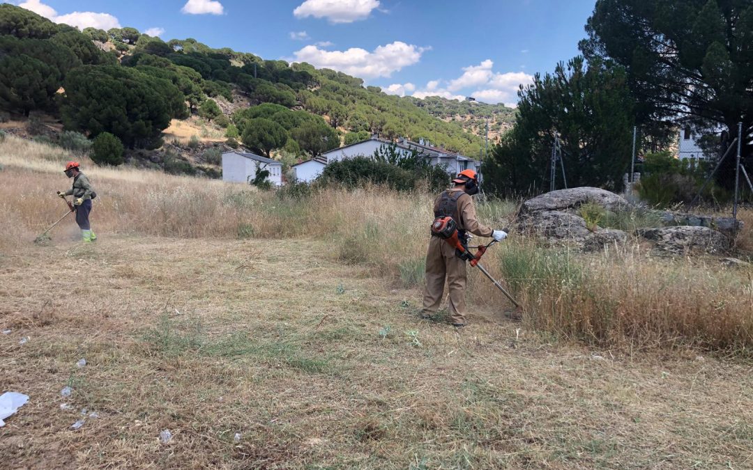 Desbroce y limpieza de fincas  foto 2