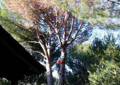 Tala de bifurcación tronco seco de un pino (foto 2)