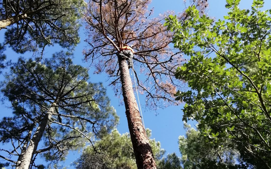 Tala del pino negral foto 2