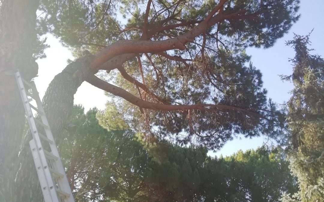 Poda y tala con grúa foto 3