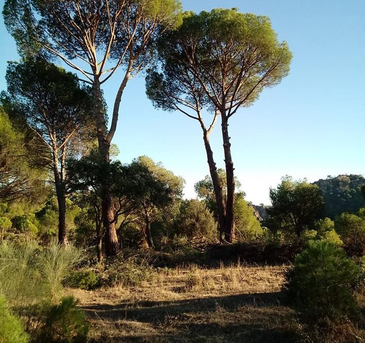 Podas y mantenimiento de arboles  foto 3