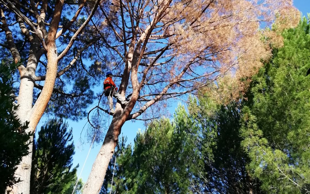 Tala de bifurcación tronco seco de un pino (foto 3)