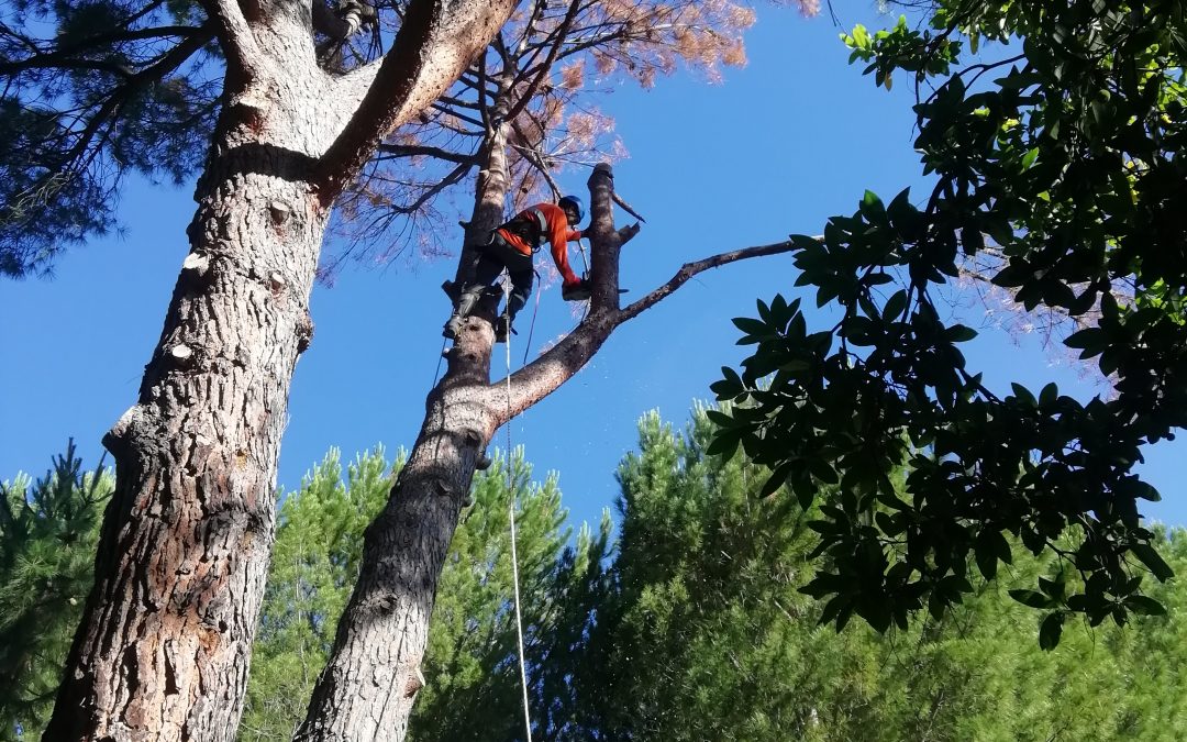 Tala de bifurcación tronco seco de un pino (foto 4)