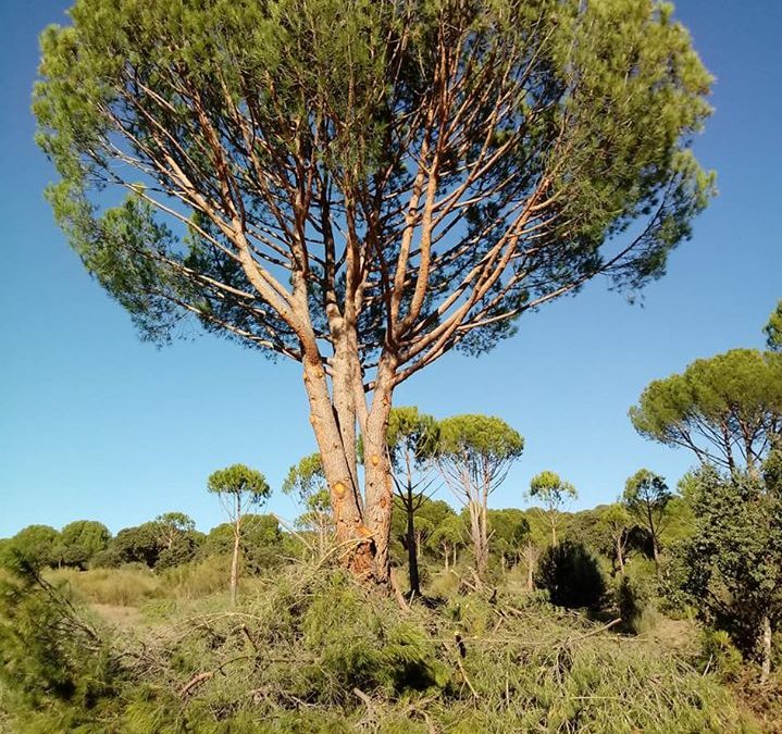 Podas y mantenimiento de arboles  foto 5