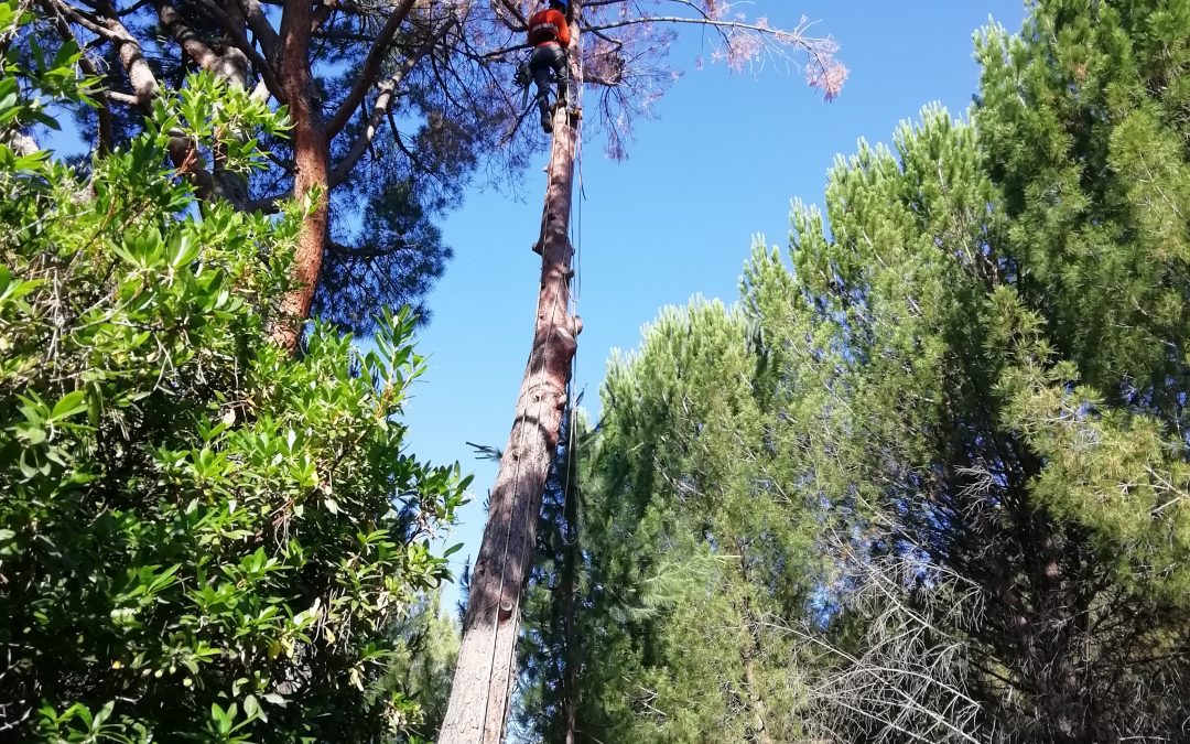Tala de bifurcación tronco seco de un pino (foto 5)