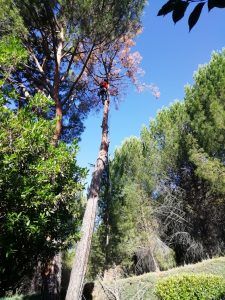 Tala de ramerón de pino arbal foto 5