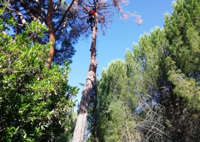 Tala de bifurcación tronco seco de un pino (foto 5)