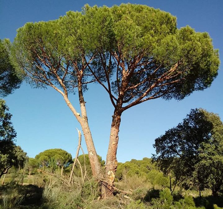 Podas y mantenimiento de arboles  foto 6