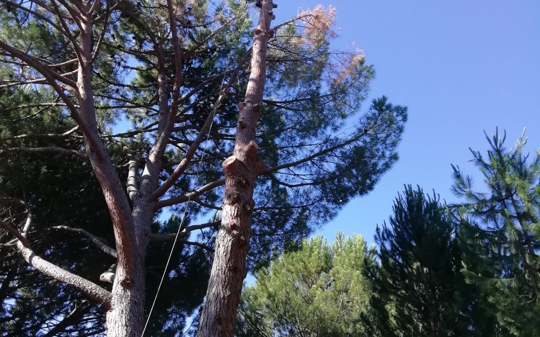 Tala de bifurcación tronco seco de un pino (foto 6)