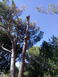 Tala de ramerón de pino arbal foto 6