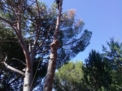 Tala de bifurcación tronco seco de un pino (foto 6)