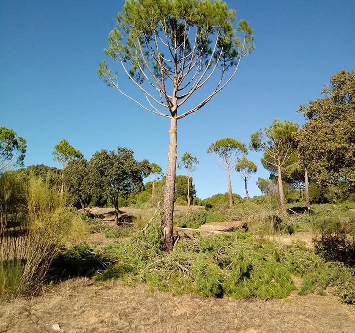 Podas y mantenimiento de arboles  foto 7