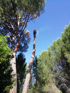 Tala de ramerón de pino arbal foto 7
