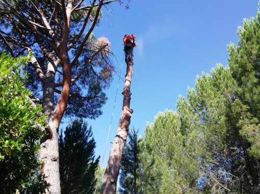 Tala de bifurcación tronco seco de un pino (foto 7)