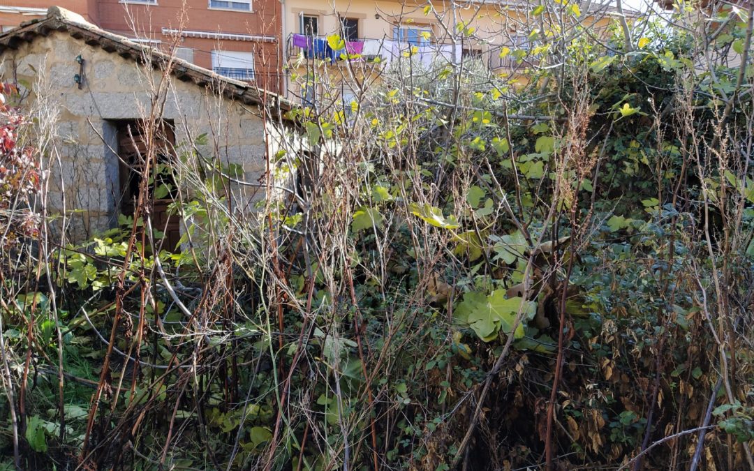 Desbroce y limpieza de fincas  foto 7