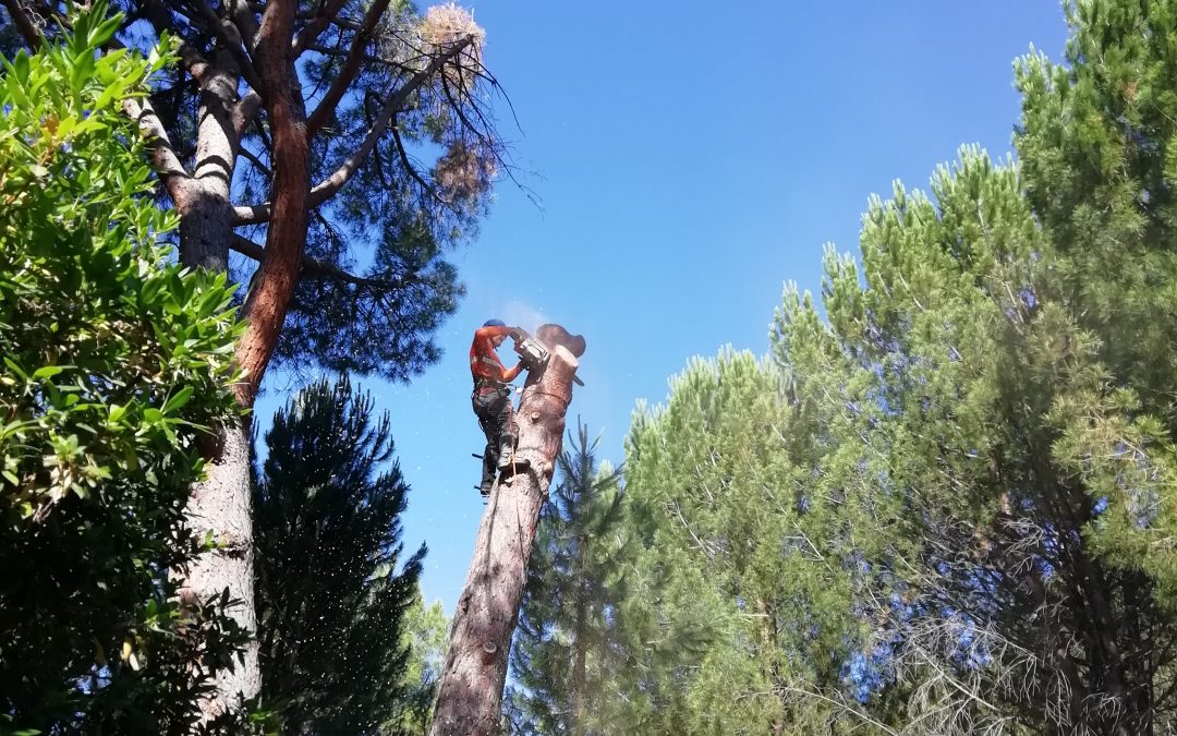 Tala de bifurcación tronco seco de un pino (foto 8)