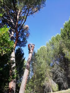 Tala de ramerón de pino arbal foto 8