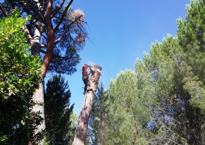 Tala de bifurcación tronco seco de un pino (foto 8)