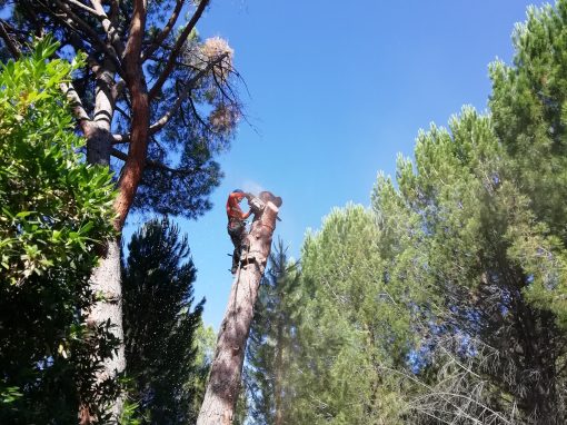 Tala de bifurcación tronco seco de un pino (foto 8)