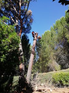 Tala de ramerón de pino arbal foto 9