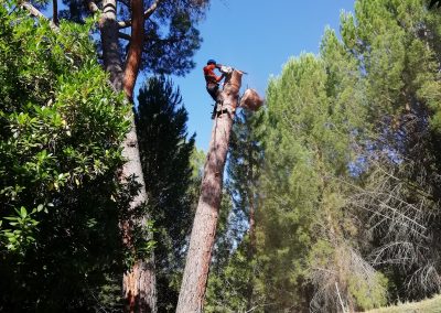 Tala de bifurcación tronco seco de un pino (foto 9)