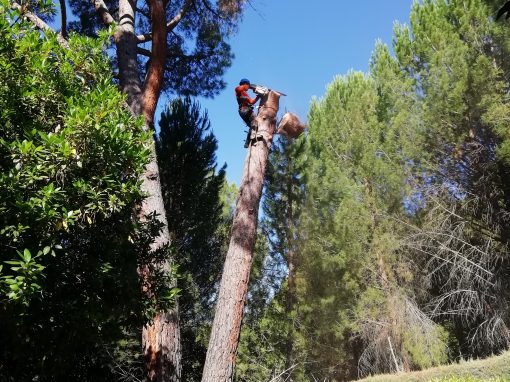 Tala de bifurcación tronco seco de un pino (foto 9)