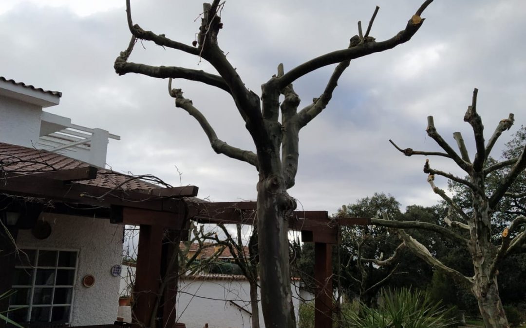 Podas y talas varias foto 28