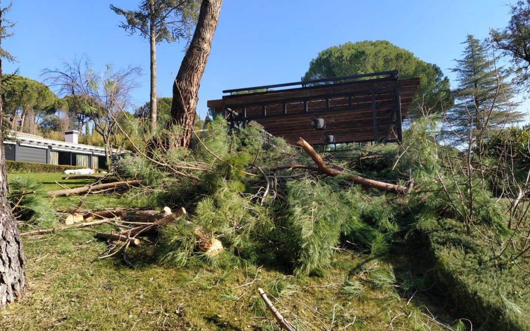 Podas y talas sin categorizar