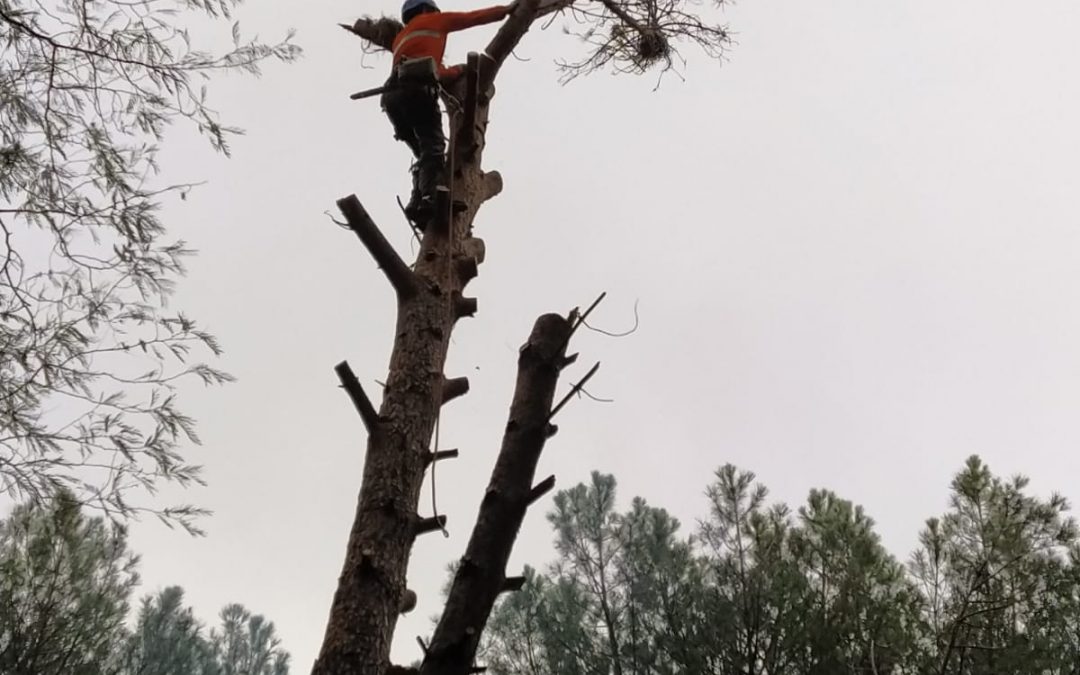 Podas y talas varias foto 27