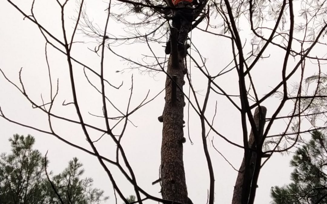 Podas y talas varias foto 26