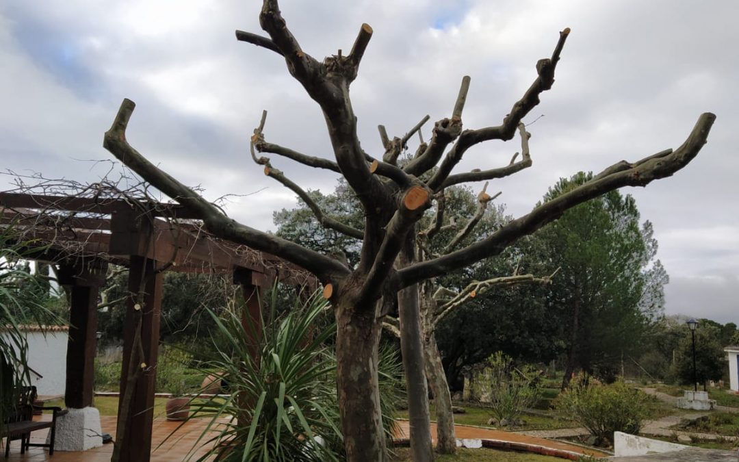 Podas y talas varias foto 25