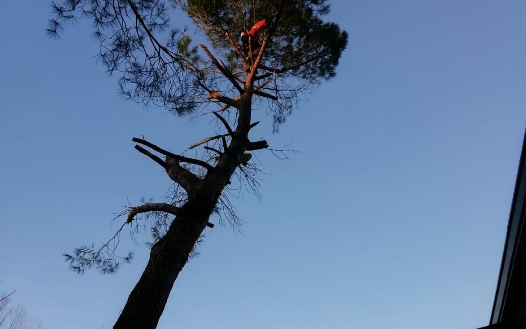 Podas y talas varias foto 24